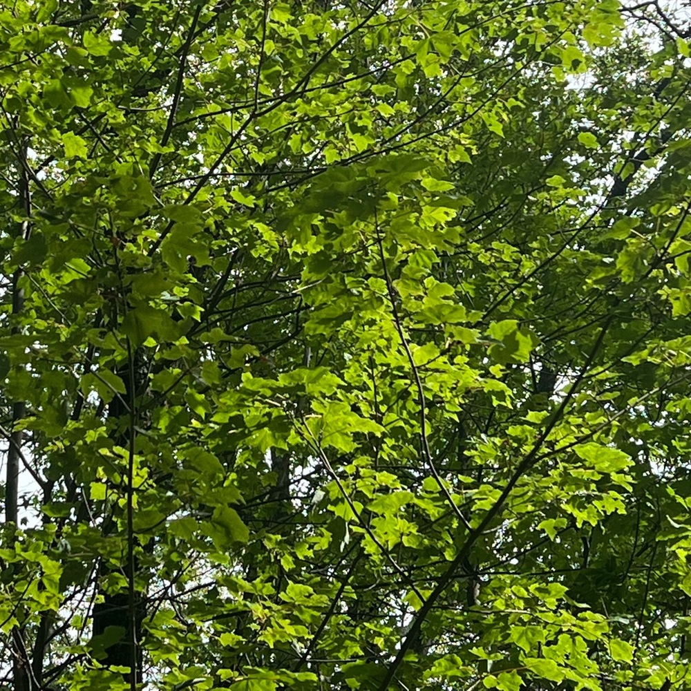 Meet your Posher, Jane